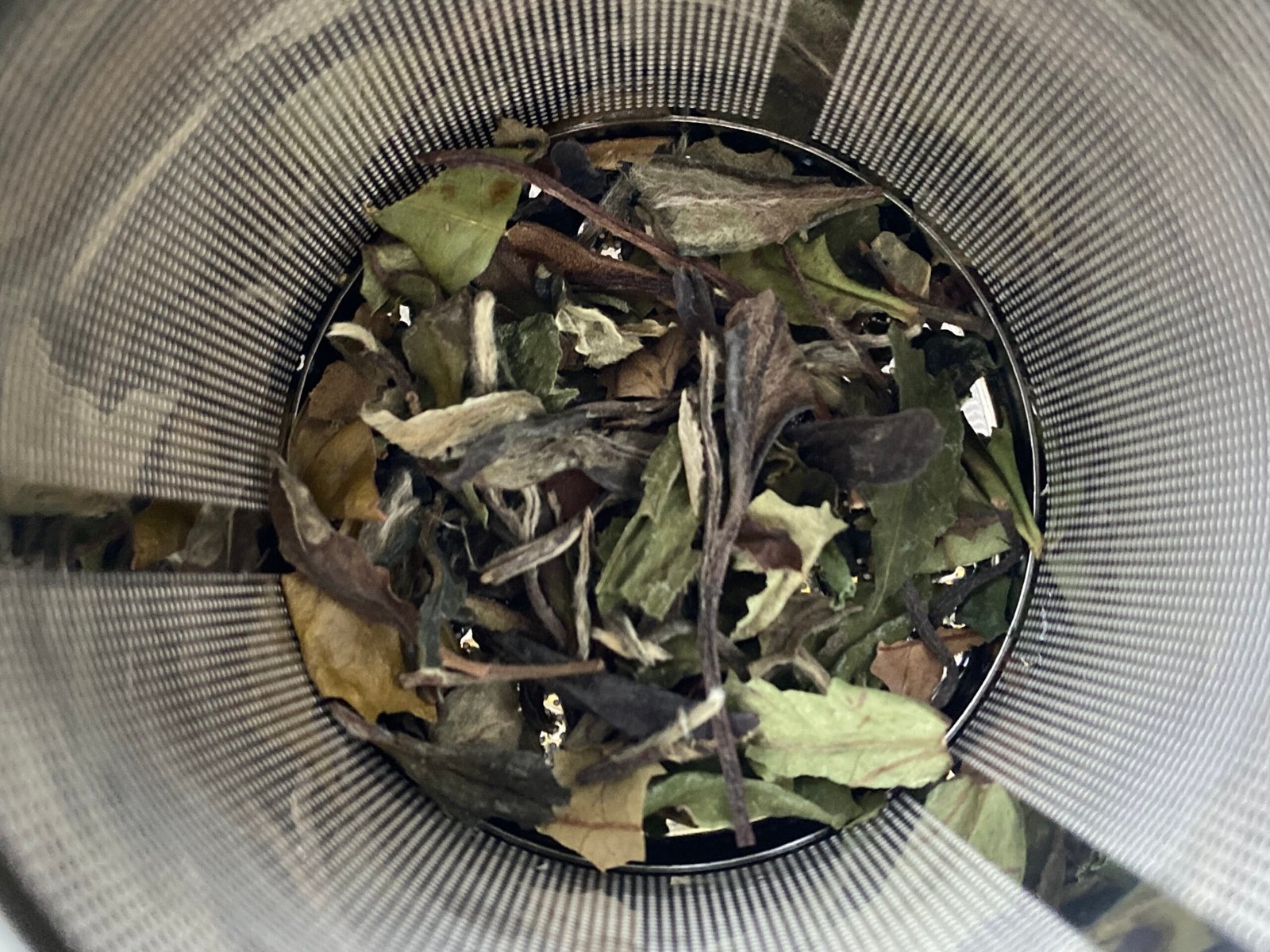 Pai Mu Tan White Tea leaves in the tea strainer.