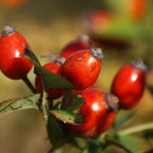 Rosehip Benefits, Side Effects, and How to Take It